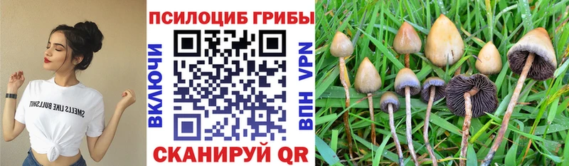 Псилоцибиновые грибы Psilocybe  дарнет шоп  Хадыженск 